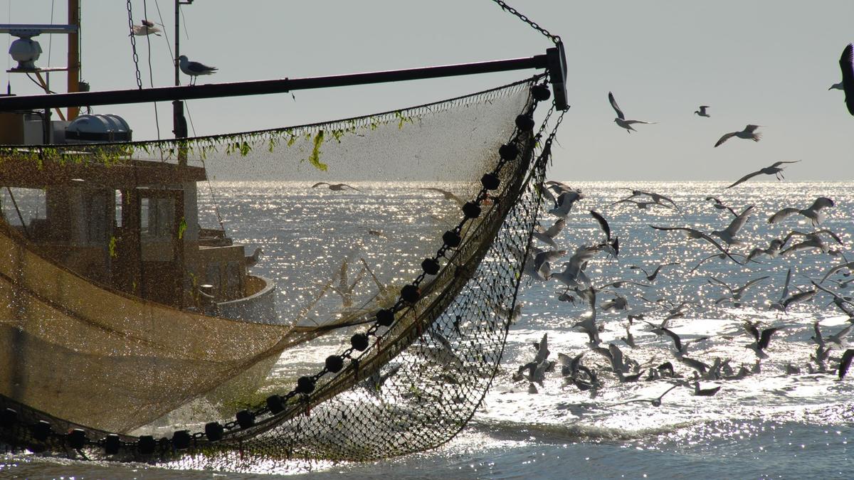 Klaas Kreuijer. Shrimp fisher.