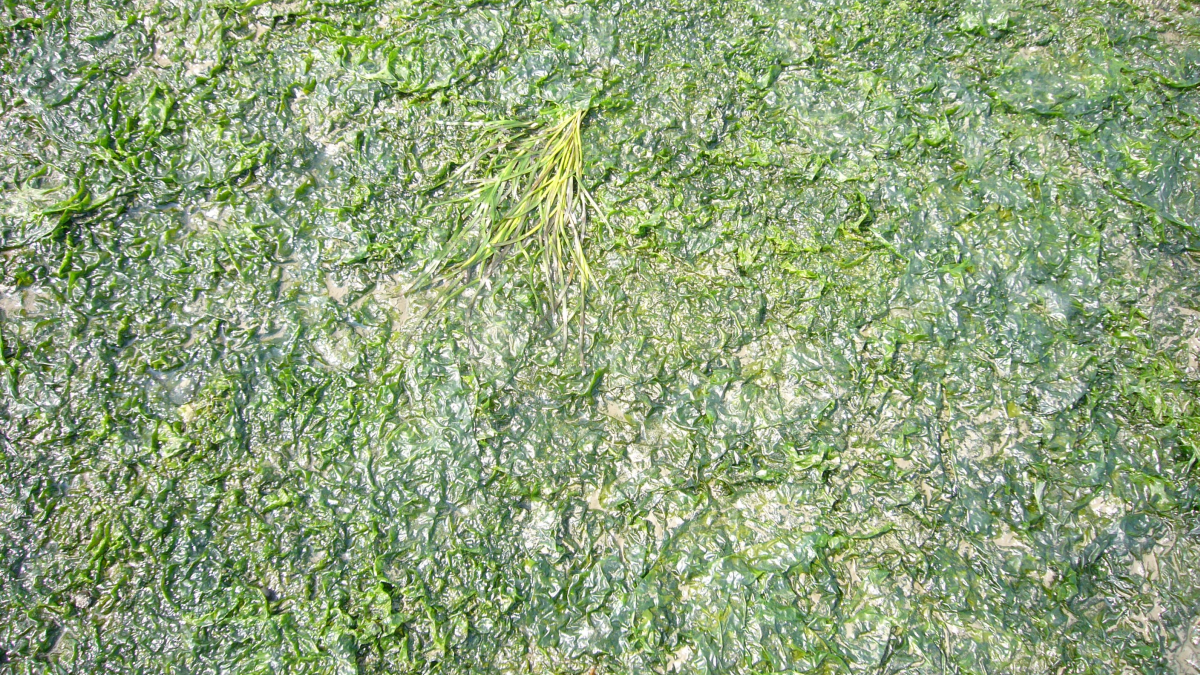 Jürgen Steuwer. Macroalgae on top of seagrass.