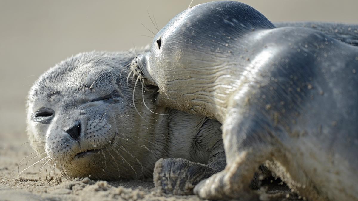 Casper Tyberg. Harbour seals.