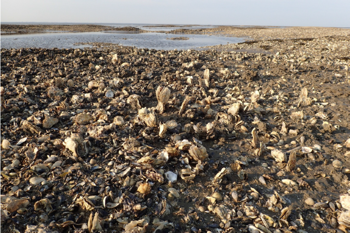  A blue mussel and Pacific oyster bed/reef after a storm. What remained was a mix of dead and alive oysters anchored upright in the sediment (Photo: Karin Troost).