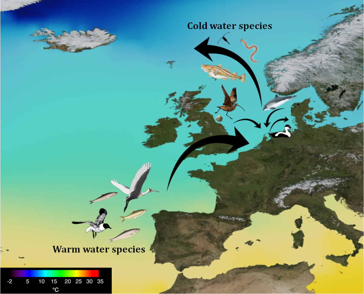  Sea surface temperature map shows a selection of warm-water species shifting northwards, whereas cold-water species retreat the Wadden Sea to keep up with the colder waters
