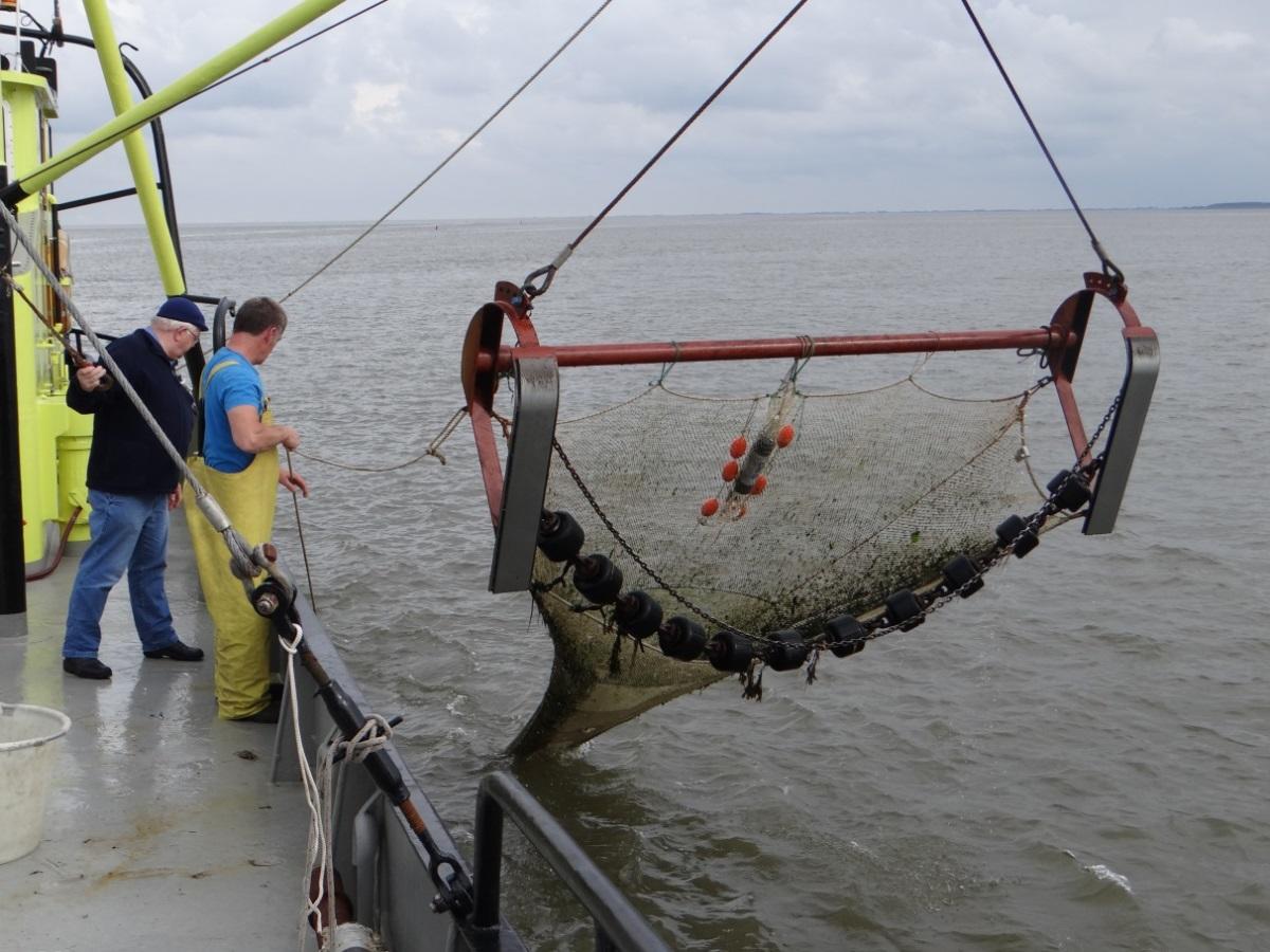  The 3 m beam trawl deployed in the Dutch Demersal Fish Survey