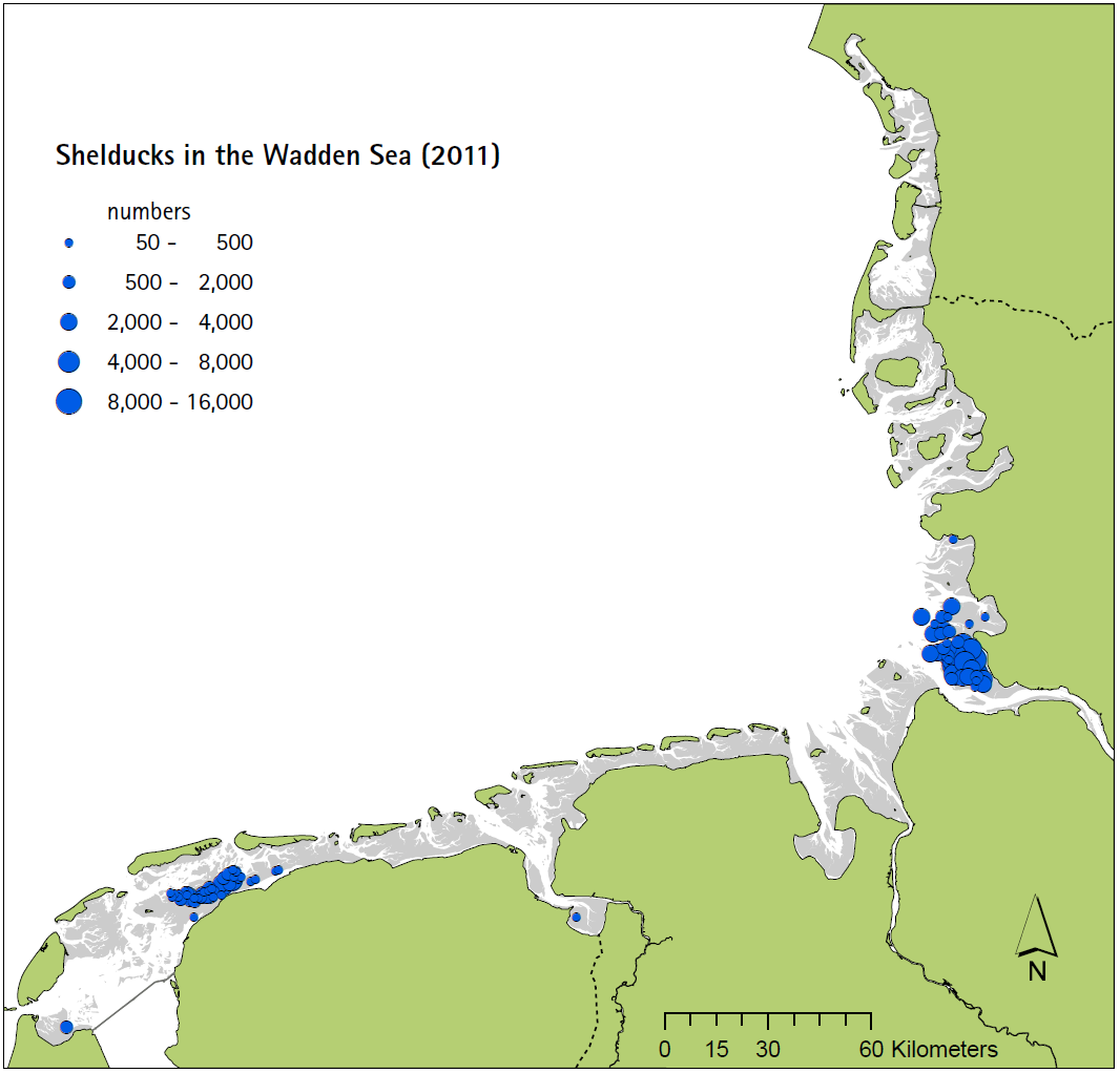  Distribution of moulting Shelduck in the Wadden Sea in 2011