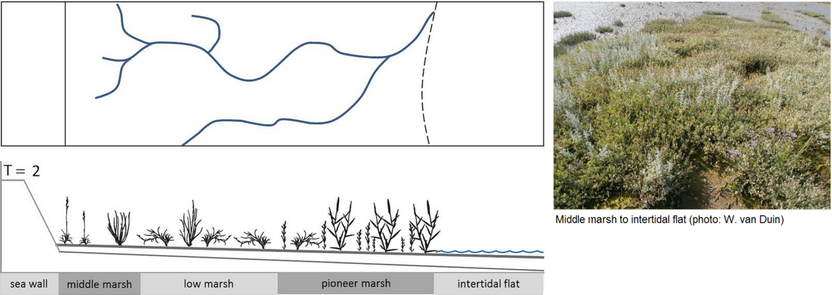  Conceptual model of the development of a mainland salt marsh, and creek development
