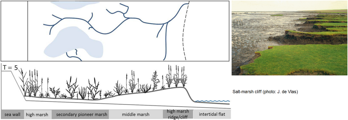  Conceptual model of the development of a mainland salt marsh, and creek development