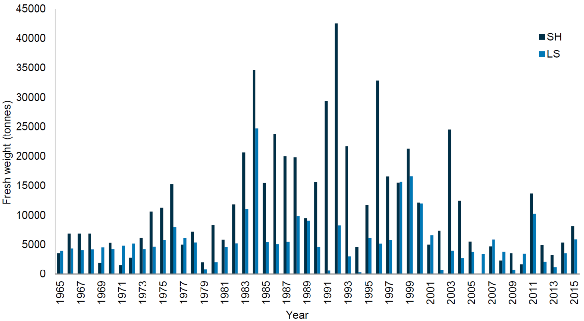Figure 5. Development of mussel landings in Schleswig-Holstein (SH), Lower Saxony (NS) and Denmark (DK) 1965-2015.